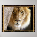 Search for big cat posters Photograph