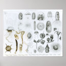 Search for protozoa Zoology