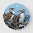 Search for booby art Bird