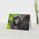 Search for mountain gorilla cards Animals in the wild