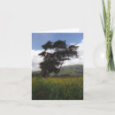 Search for big tree cards Photography