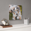 Search for australian shepherd puppy art Canine