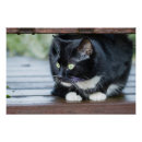 Search for pretty kitty posters Cute