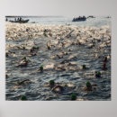 Search for competitive swimming posters Competition