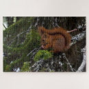 Search for red squirrel puzzles Nature