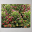 Search for sedum posters Pink