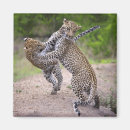 Search for confrontational magnets Anger
