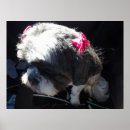 Search for shih tzu posters Animals