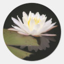 Search for lilly stickers Plants