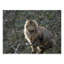 Search for maine coon cat posters Pets