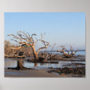 Search for driftwood posters Tree