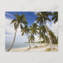 Search for santo domingo postcards Palm tree