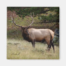 Search for elk magnets Wild