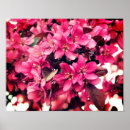 Search for crab apple art Floral