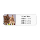 Search for siamese return address labels Feline