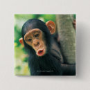 Search for chimpanzees badges Wildlife