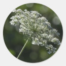 Search for white queen stickers Queen anne's lace