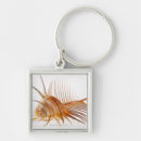 Search for fragility key rings Shell