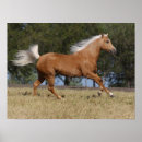 Search for horse breed posters Palomino