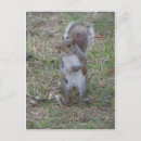 Search for standing postcards Wildlife