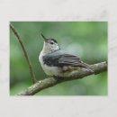 Search for nuthatches postcards Wildlife