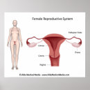 Search for female anatomy posters Human