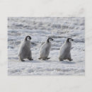 Search for cute penguin chick postcards Young bird