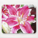 Search for stargazer lily electronics Computer