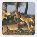 Search for lioness stickers Wildlife