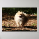 Search for trotting posters Dog