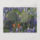 Search for cactus postcards North america