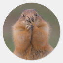 Search for prairie stickers Cute animal