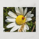 Search for ladybug horizontal postcards Summer