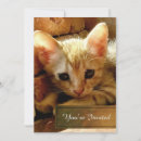Search for little kitty invitations Kitten
