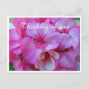 Search for geranium postcards Botanical