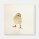 Search for young bird magnets Nature