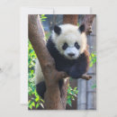 Search for panda thank you cards Sichuan province