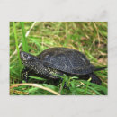 Search for pond turtle postcards Reptile