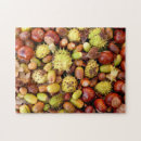 Search for conkers Autumn