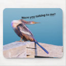 Search for anhingas Animals
