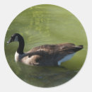 Search for canadian goose stickers Waterfowl
