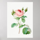 Search for redouté posters Rose