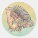 Search for conch shells stickers Sea life
