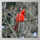 Search for 24x24 posters Bird