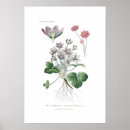 Search for anemones posters Botanical