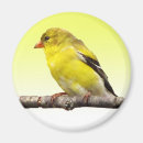 Search for finch magnets Animal