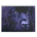 Search for newfoundland calendars Dog