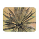 Search for cacti magnets Coastal