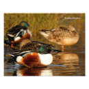 Search for duck flock posters Wildlife