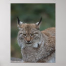 Search for lynx posters Big cat